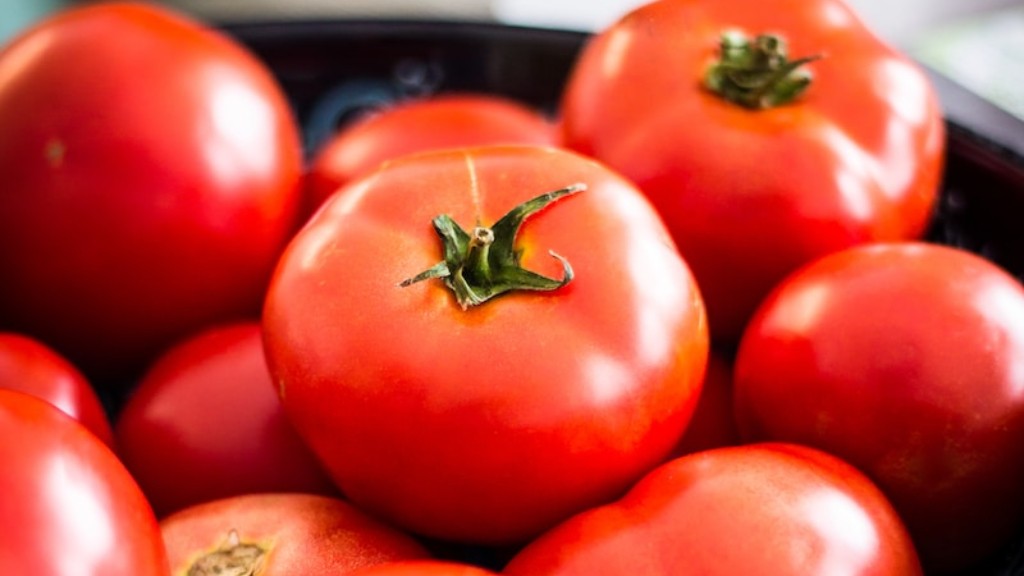 Czy mech torfowy jest dobry dla pomidorów