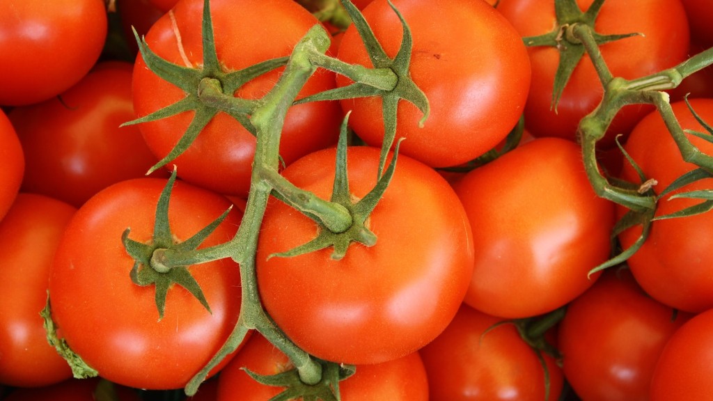 Jak długo można przechowywać świeże pomidory w zamrażarce